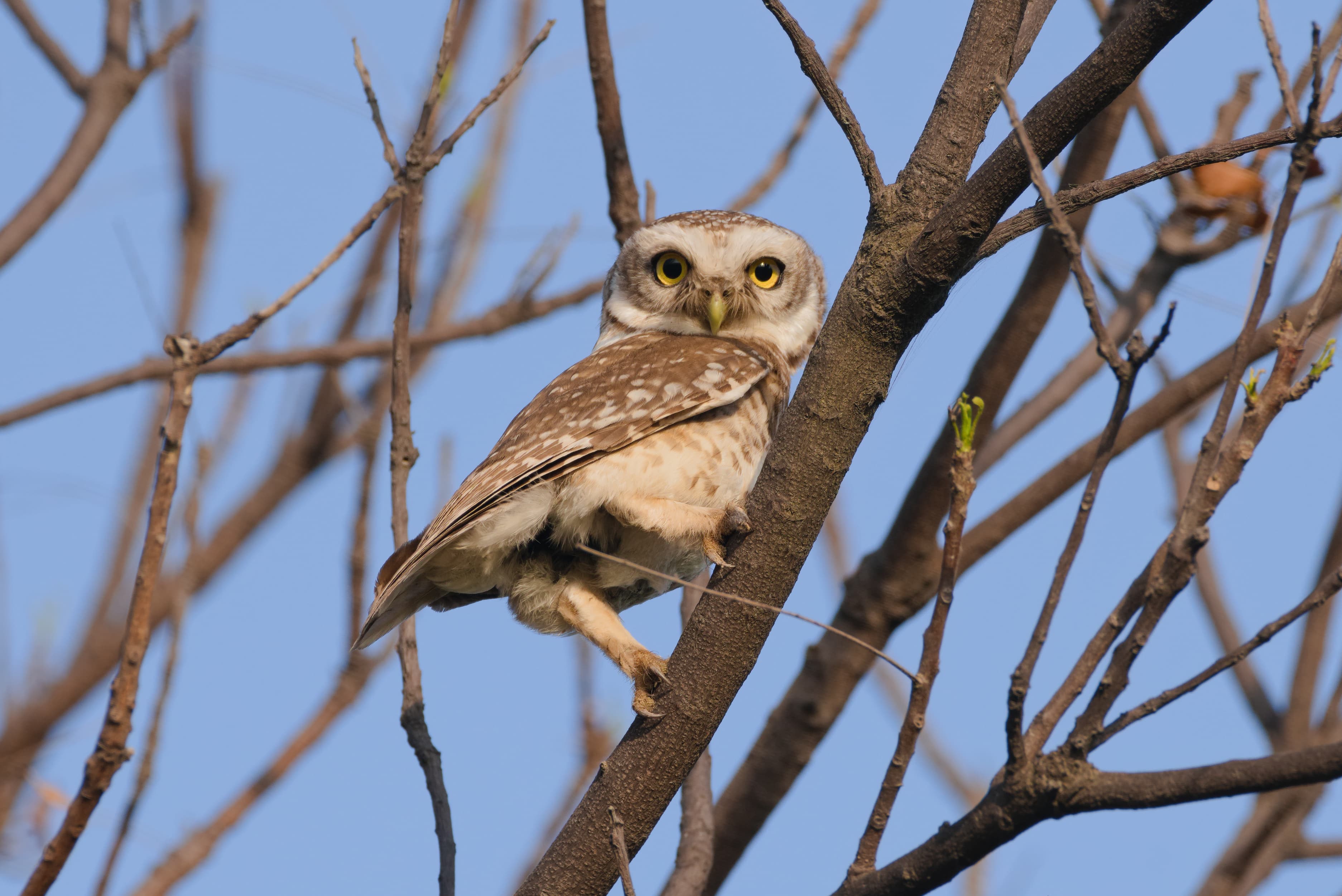 Spotted Owlet