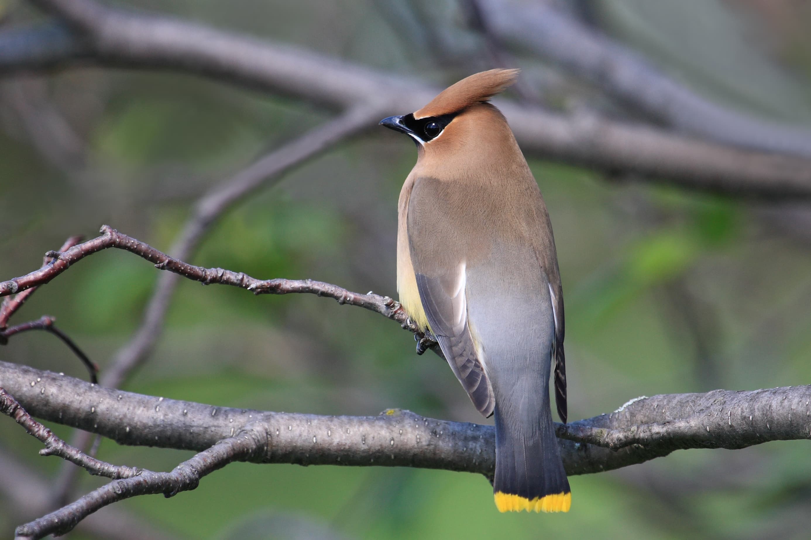 Cedar Waxwing