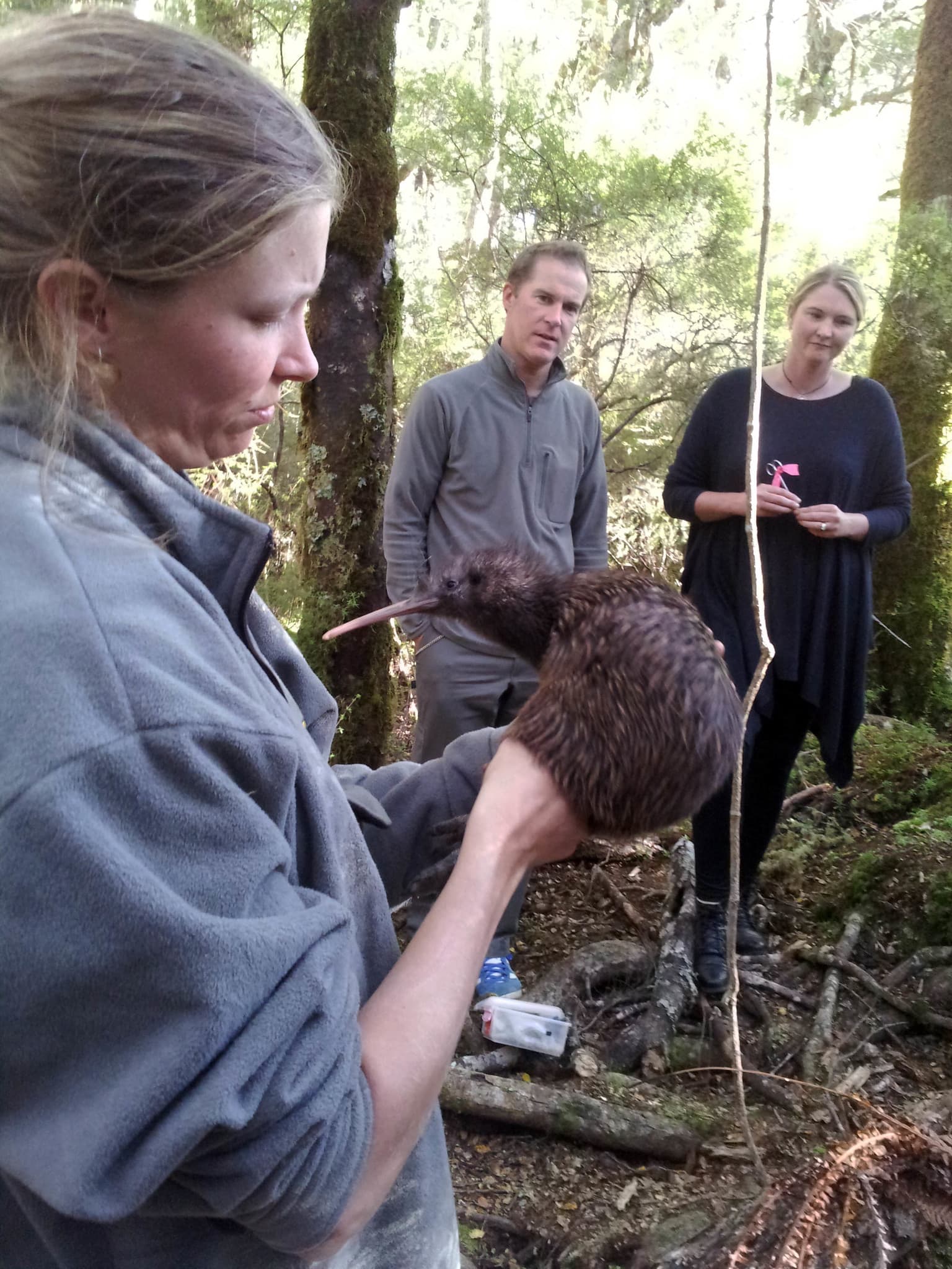 North Island Brown Kiwi