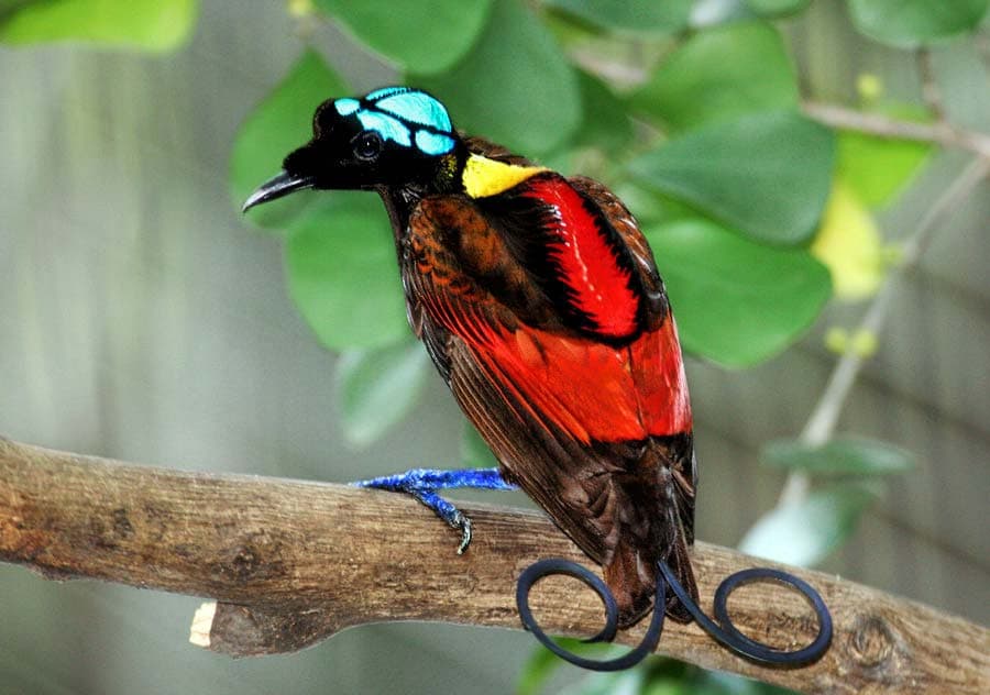 Wilson's Bird-of-paradise