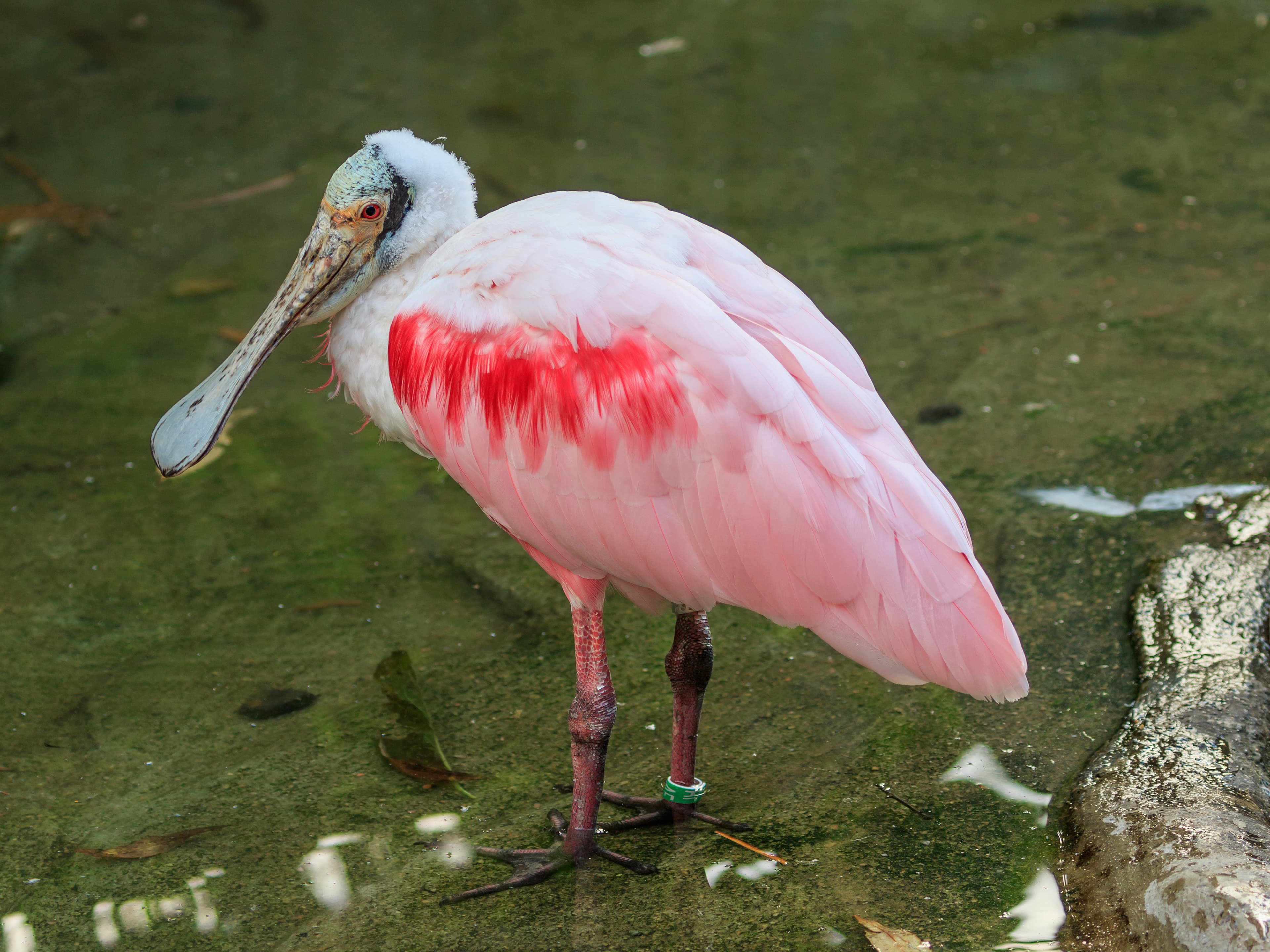 Roseate Spoonbill