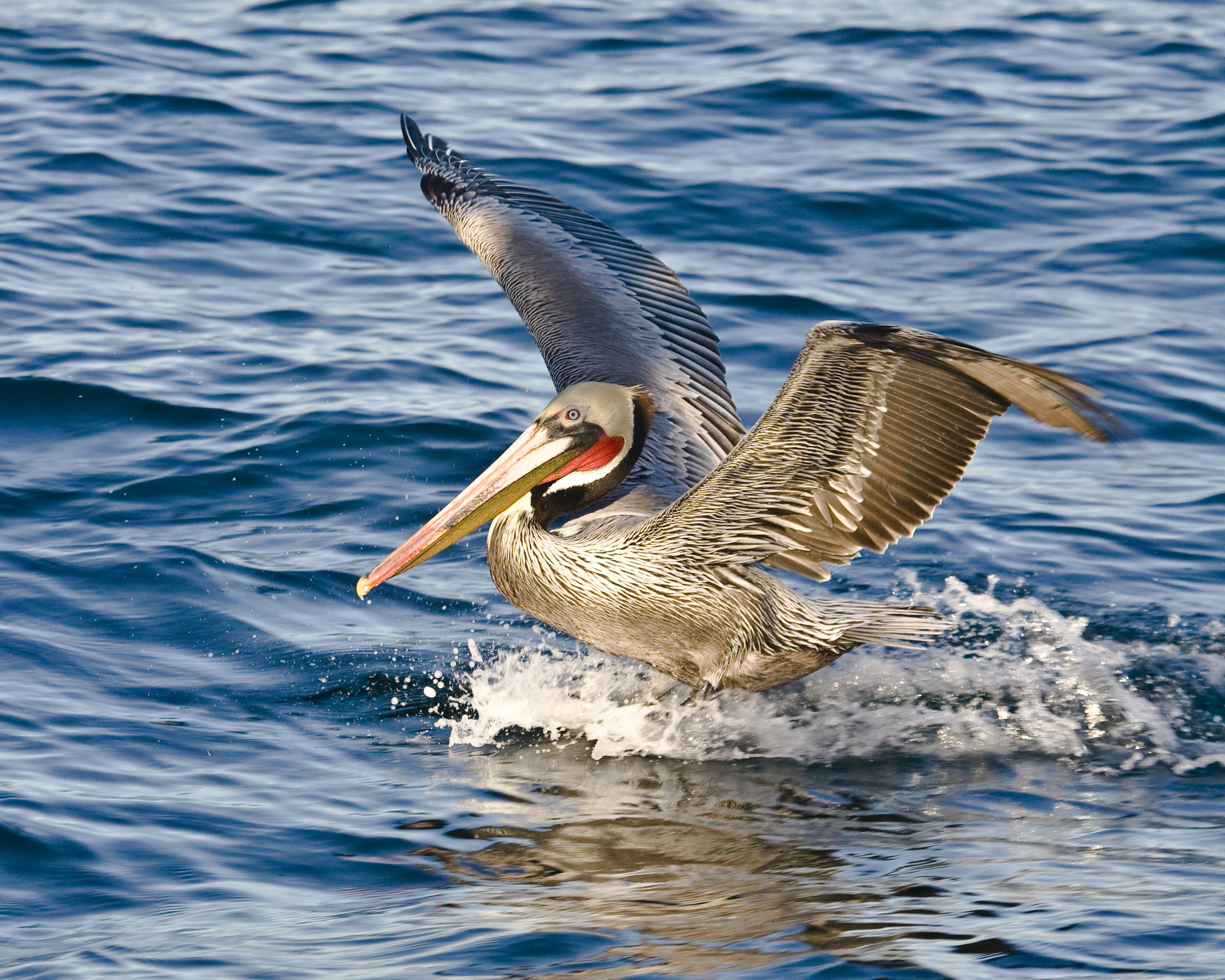 Brown Pelican