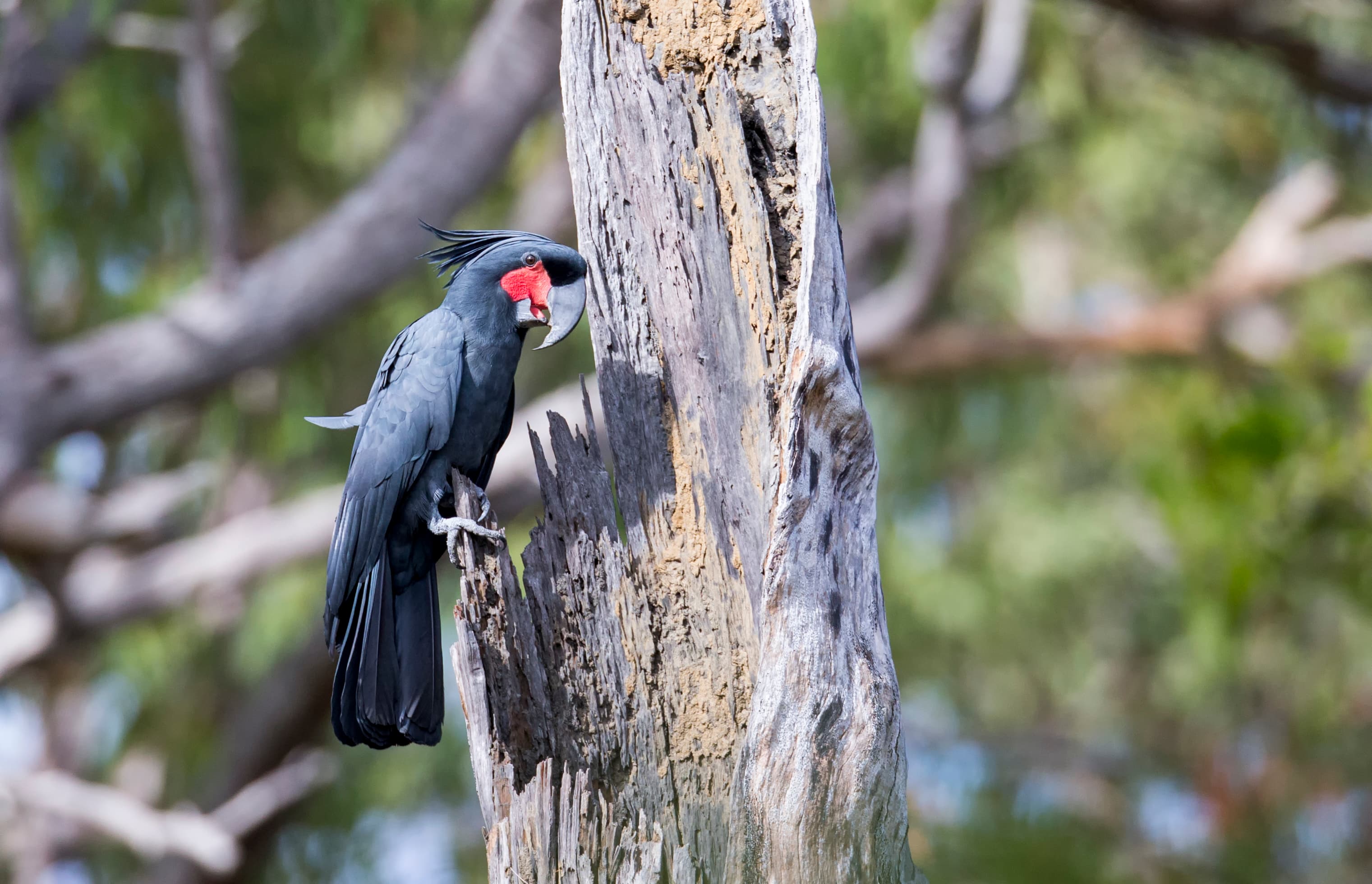 Palm Cockatoo