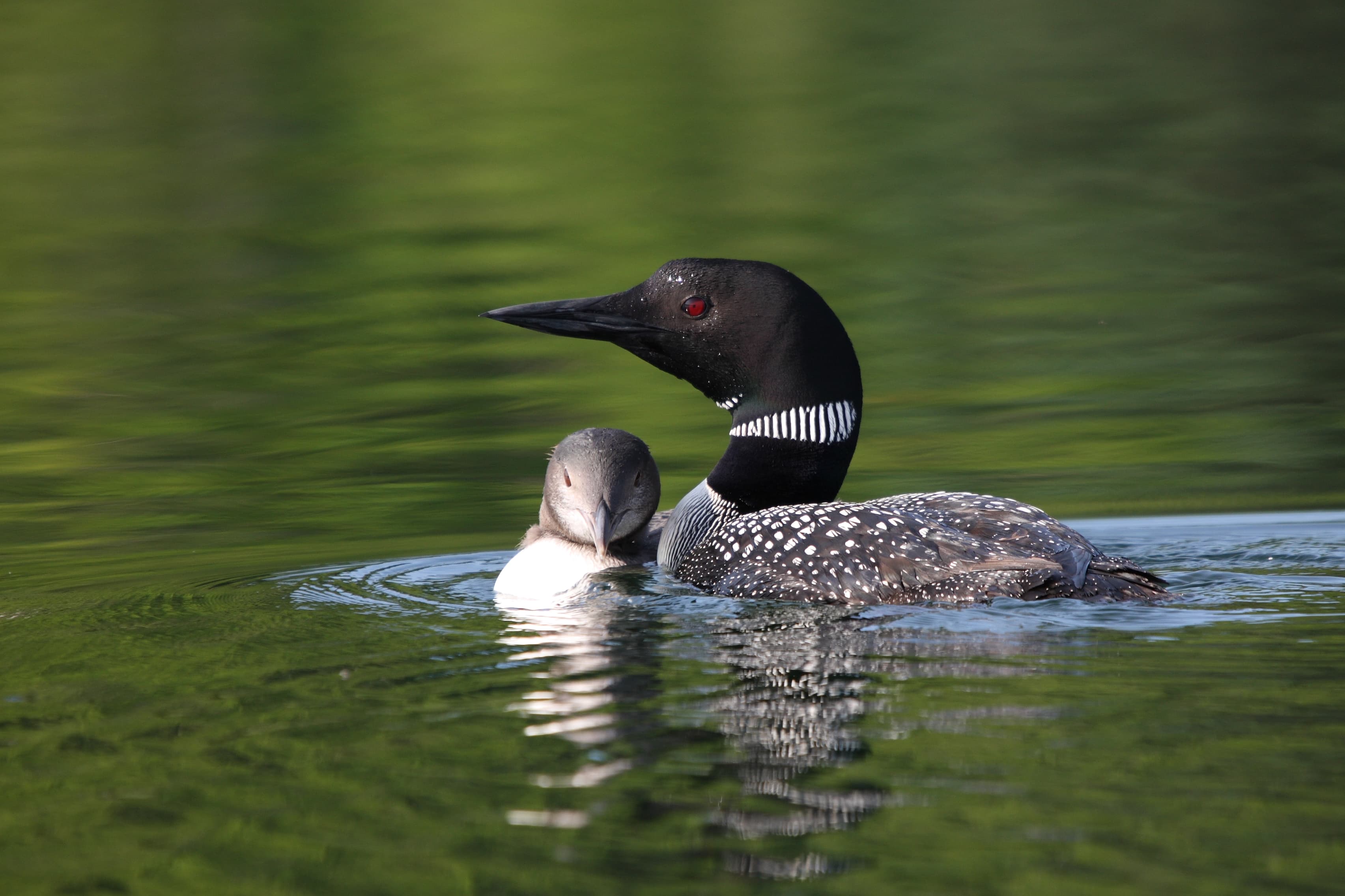 Common Loon