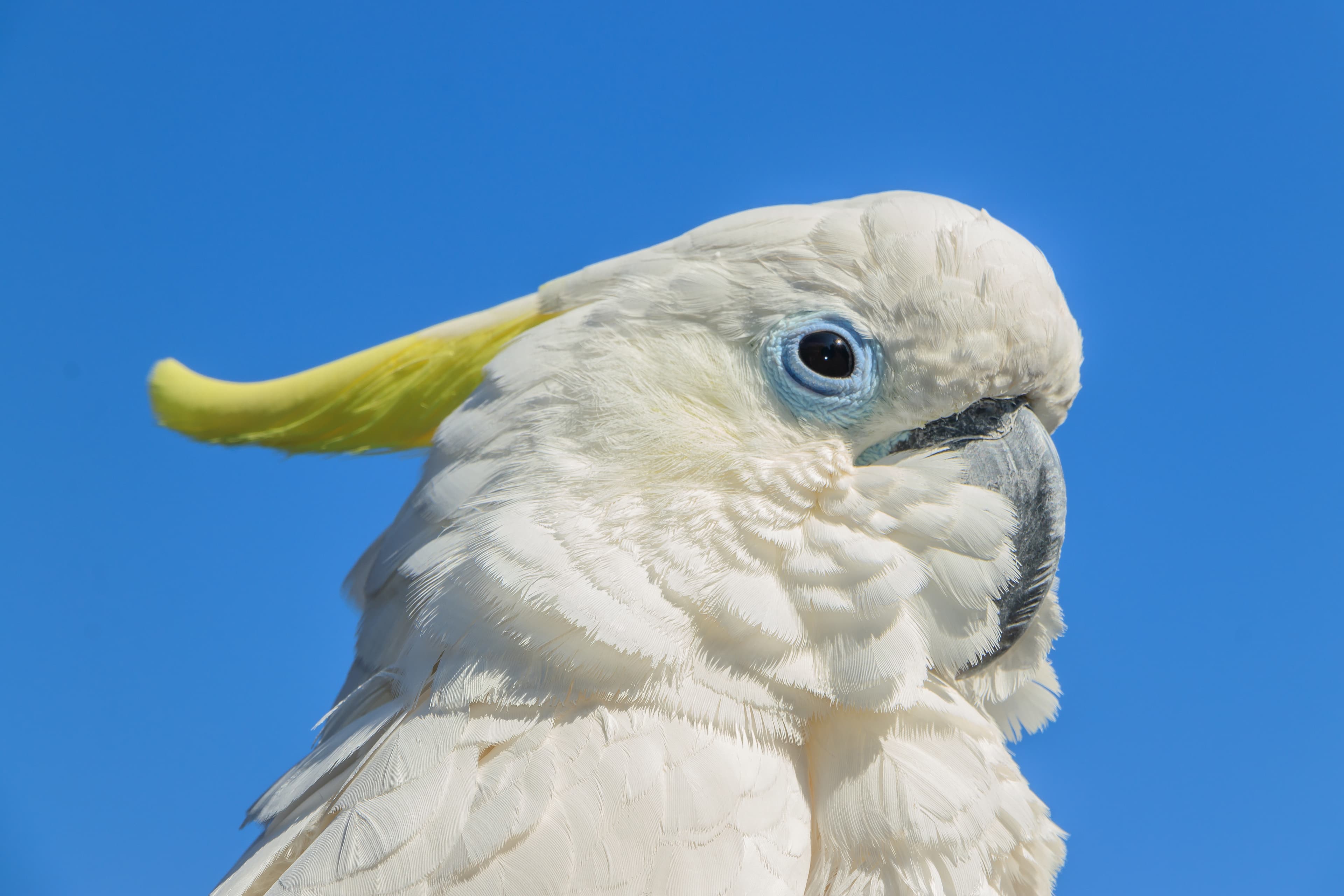Sulphur-crested Cockatoo