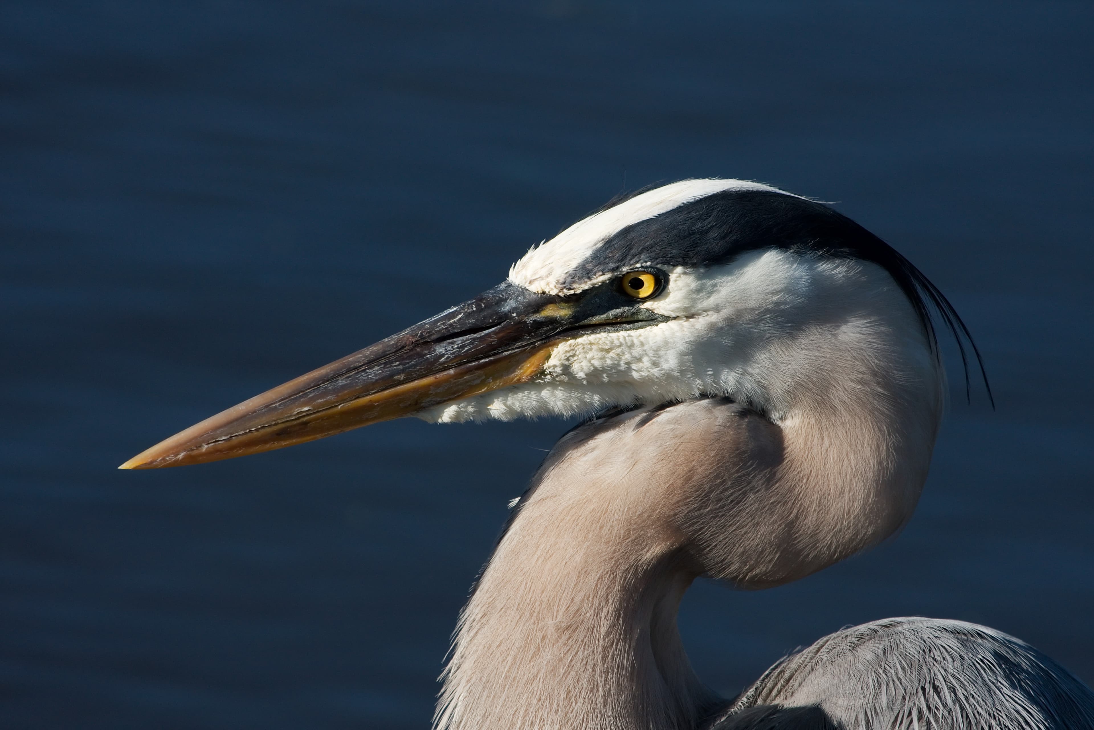Great Blue Heron