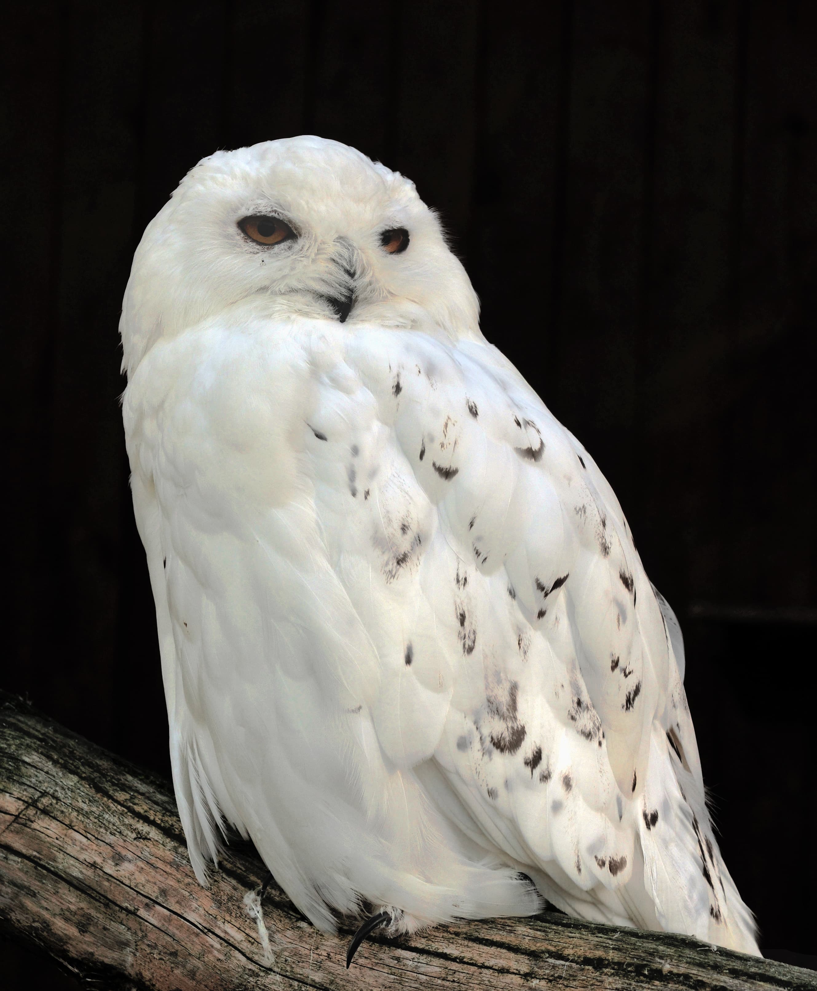 Snowy Owl