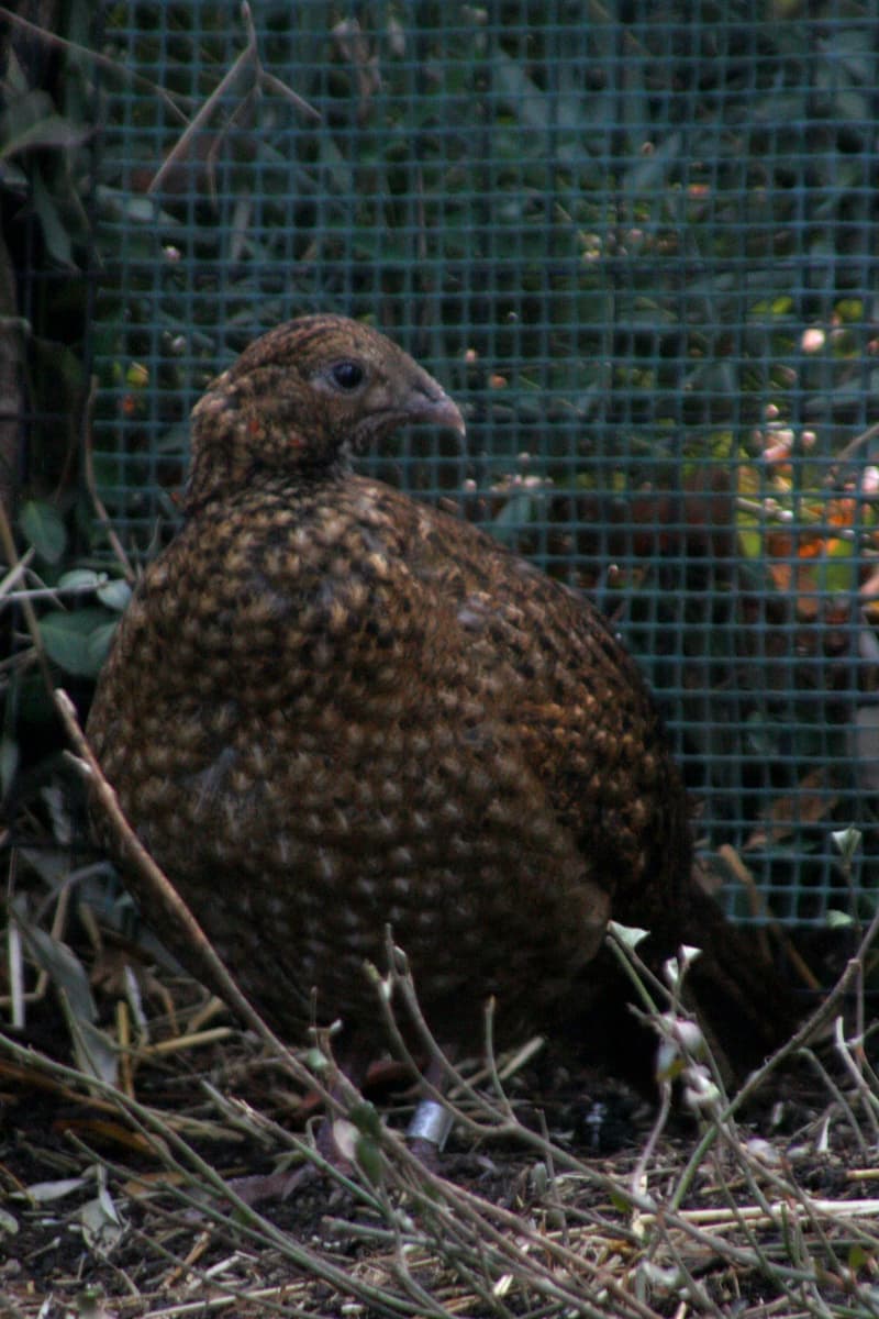 Satyr Tragopan