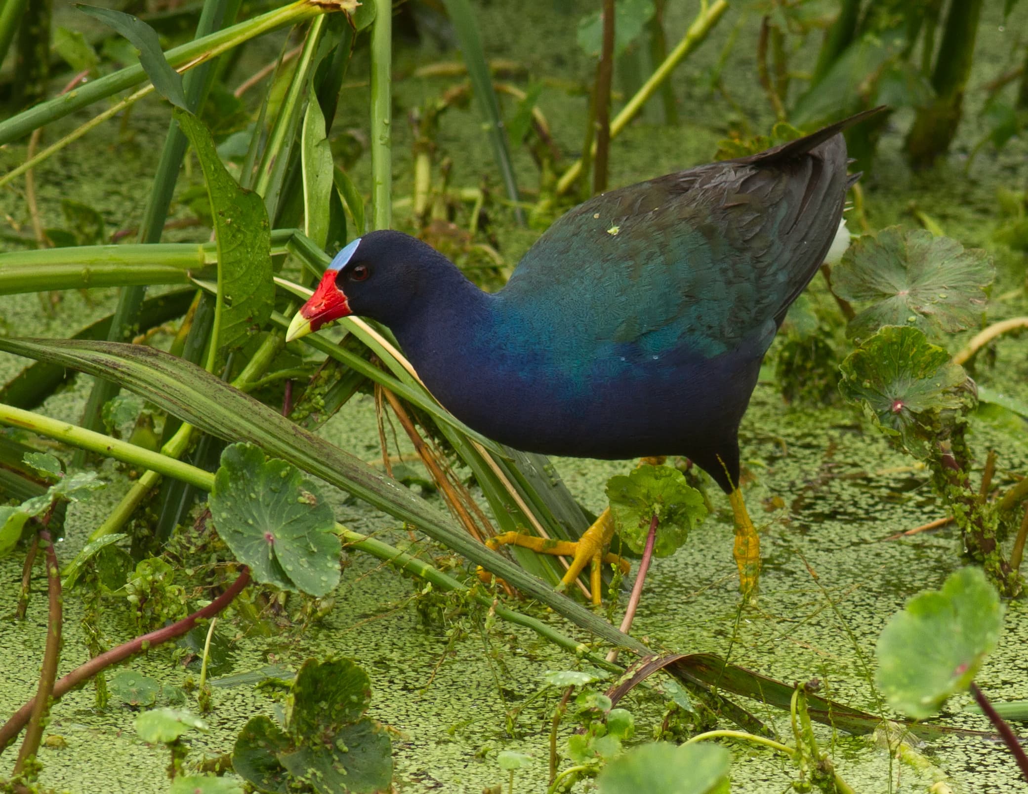 Purple Gallinule