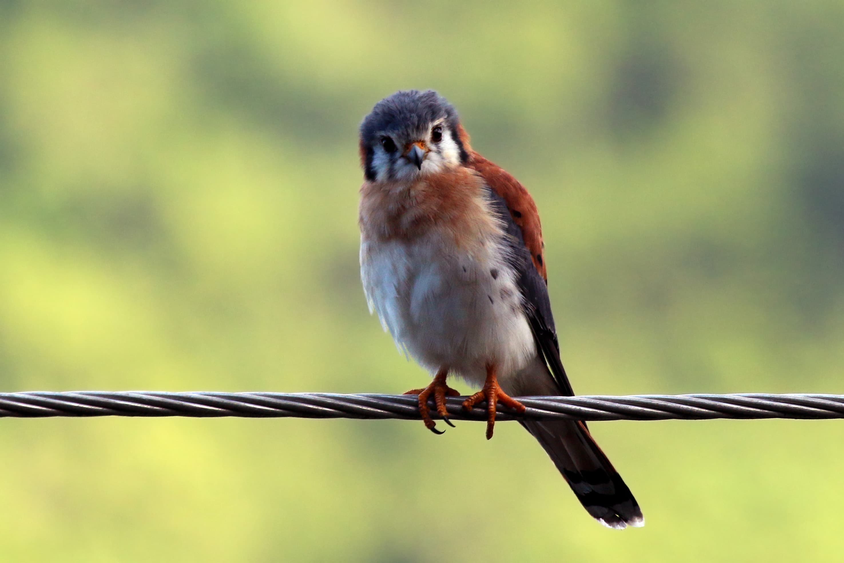 American Kestrel