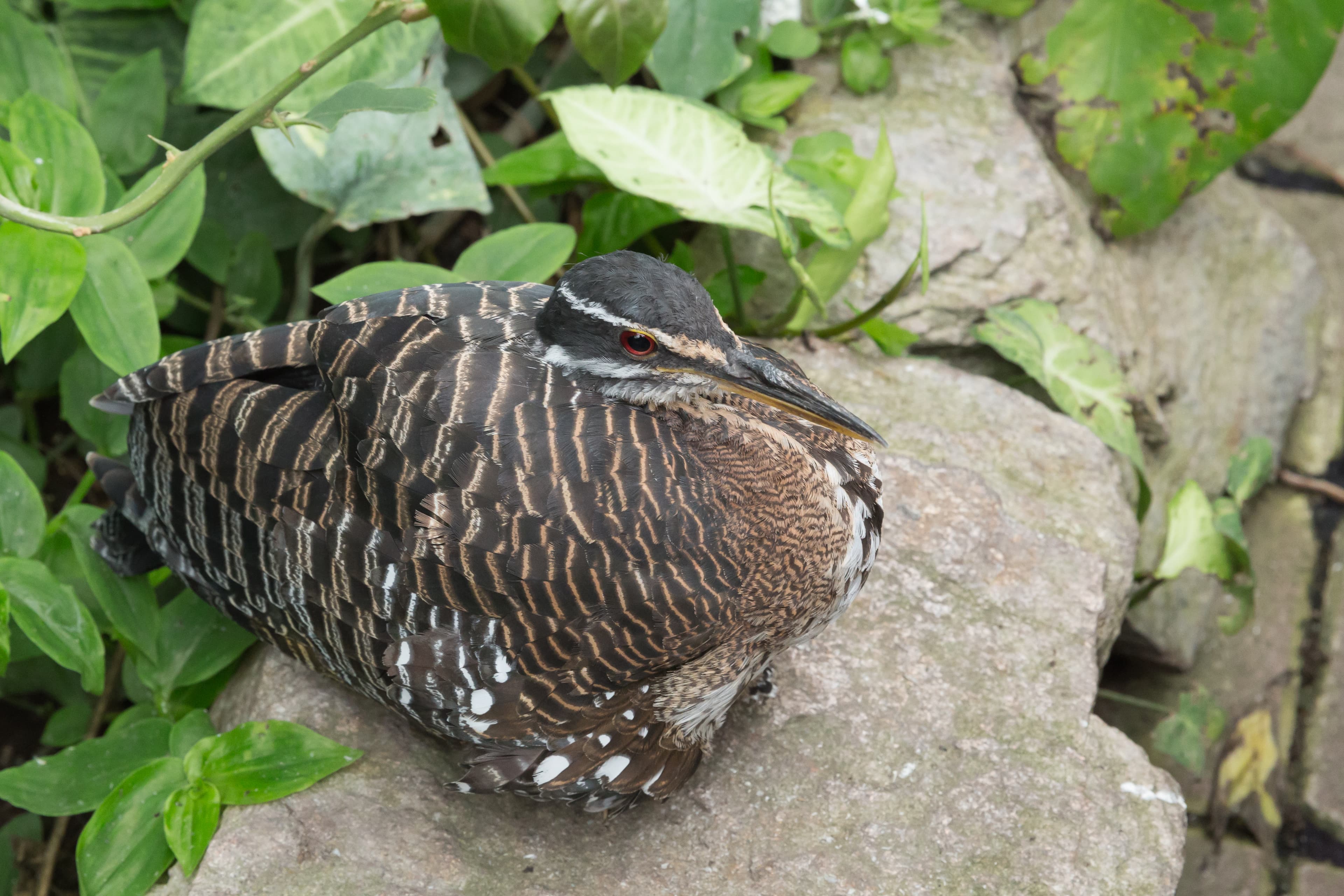 Sunbittern