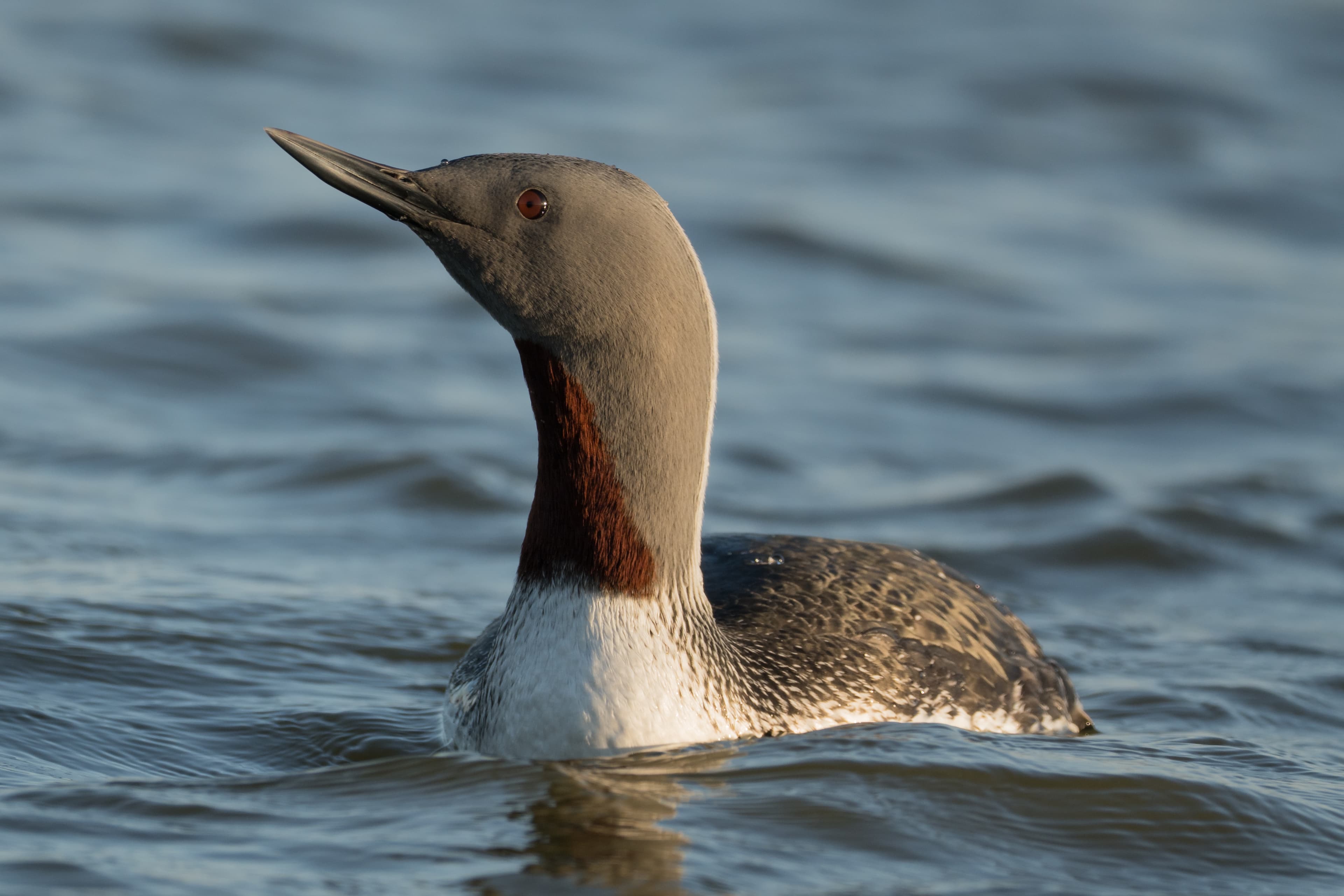 Red-throated Loon