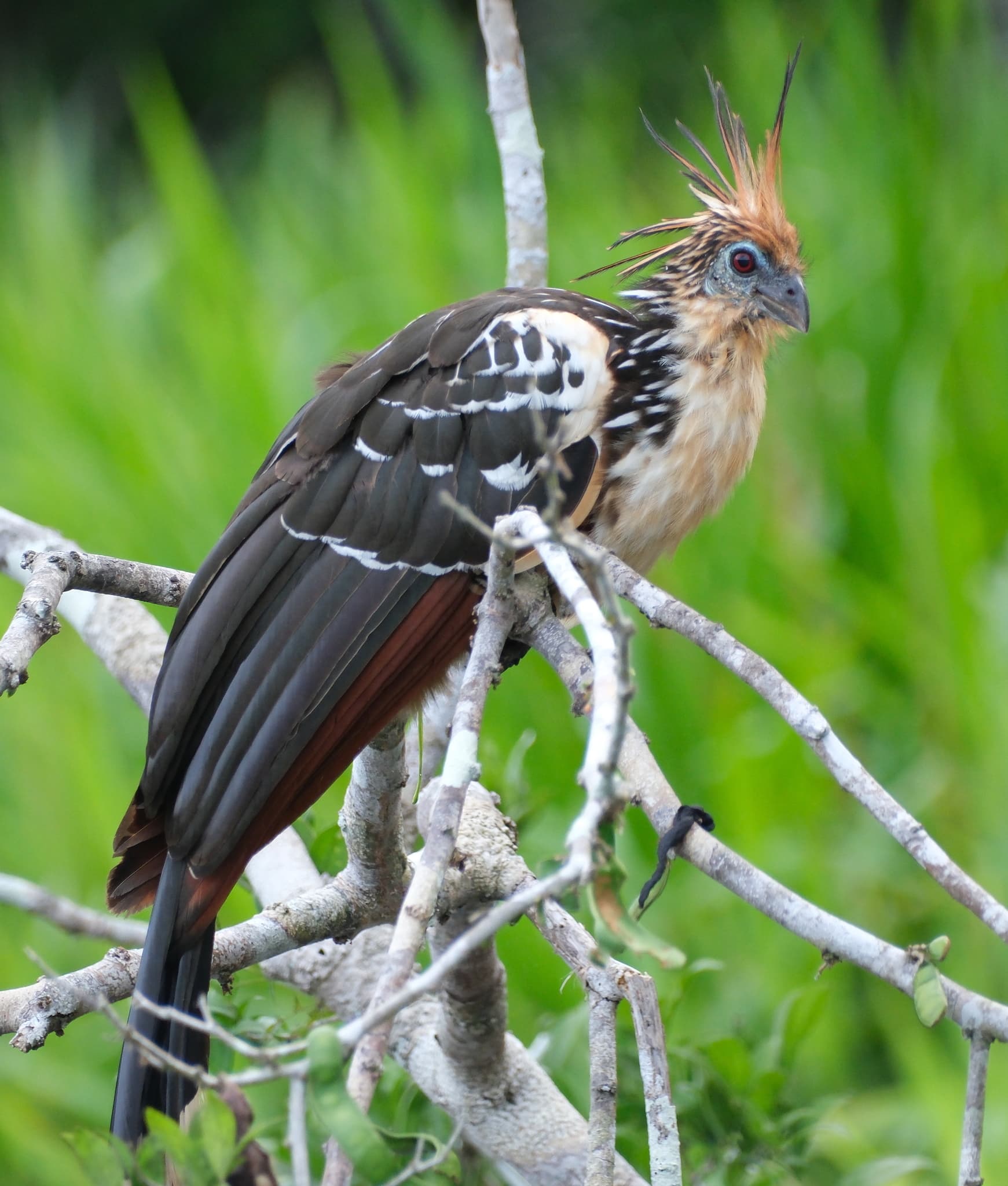 Hoatzin