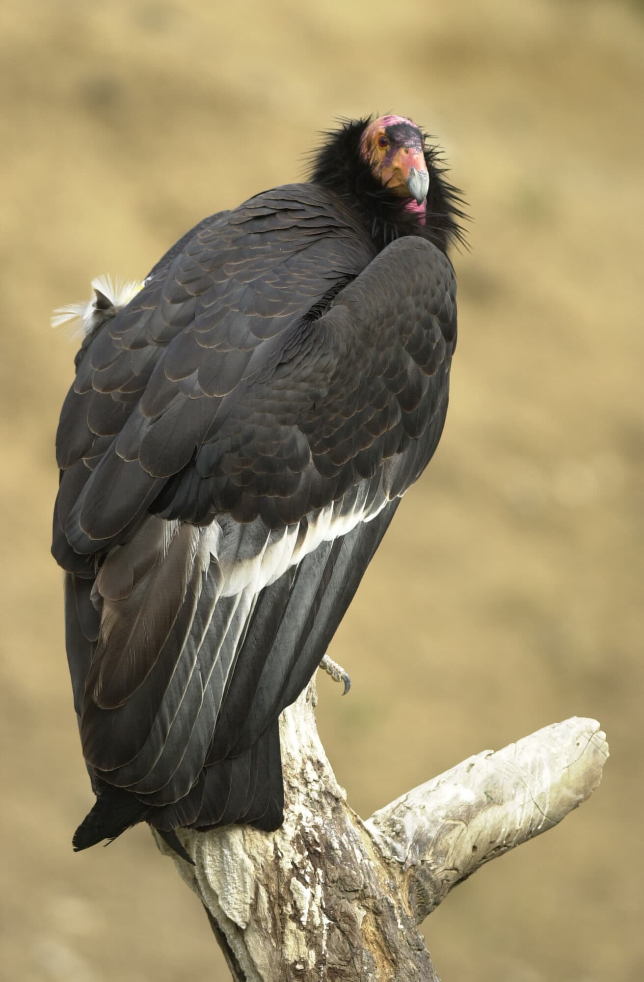 California Condor