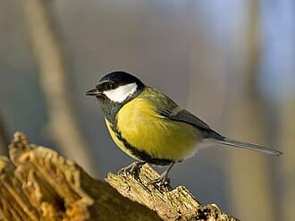 Great Tit