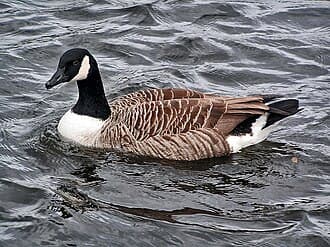 Canada Goose