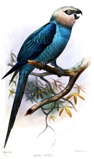 Spix's Macaw