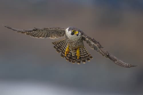 Falco peregrinus