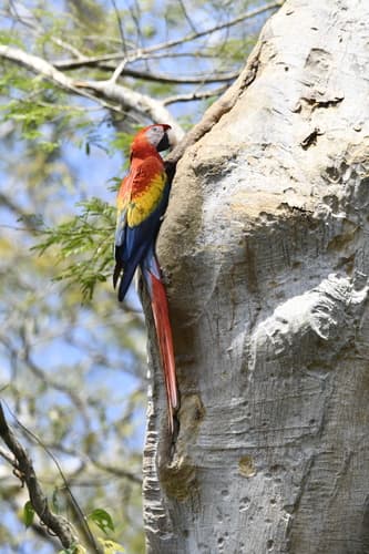 Scarlet Macaw