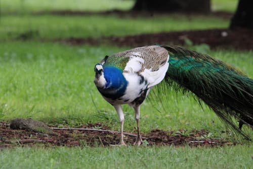 Indian Peafowl