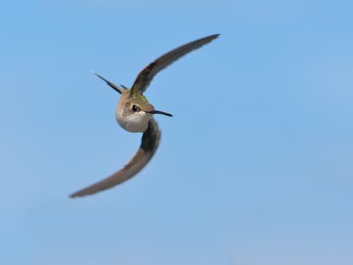 Archilochus colubris