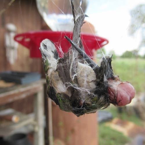 Archilochus colubris