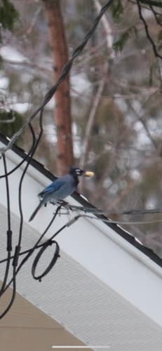 Steller's × Blue Jay (Hybrid)