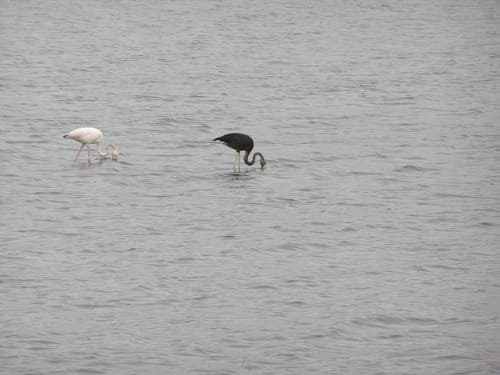 Greater Flamingo