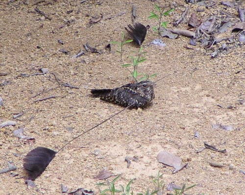 Standard-winged Nightjar