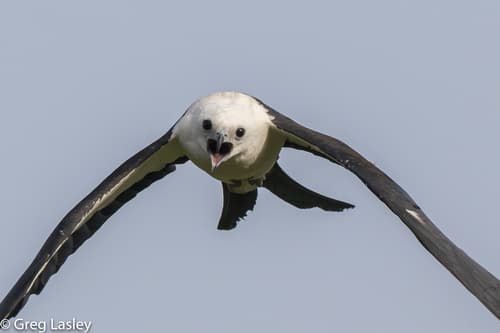 Swallow-tailed Kite