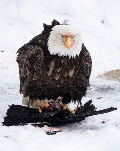 Bald Eagle