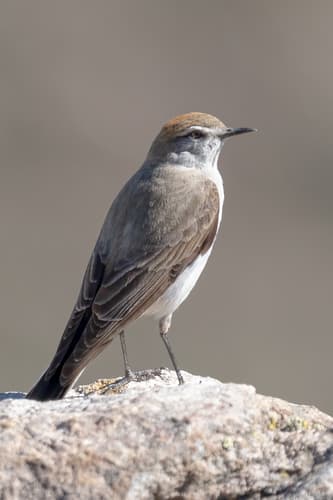 White-browed Ground-Tyrant
