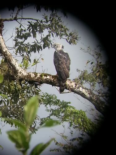 Harpy Eagle
