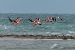 Greater Flamingo