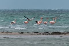 Greater Flamingo