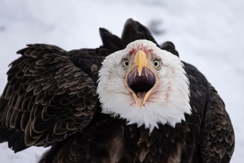 Bald Eagle