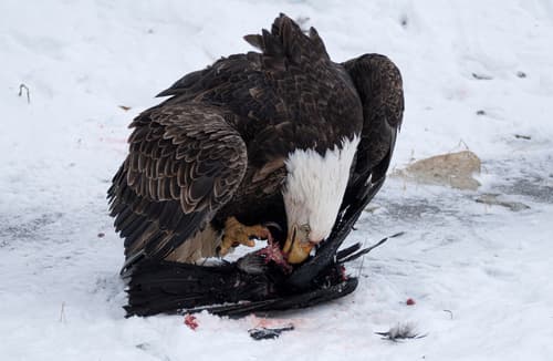 Bald Eagle