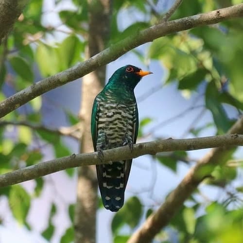 Asian Emerald Cuckoo