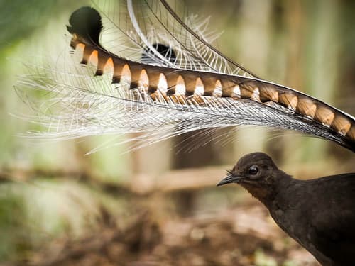 Superb Lyrebird
