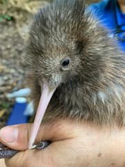 North Island Brown Kiwi