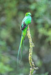 Resplendent Quetzal