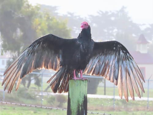 Turkey Vulture