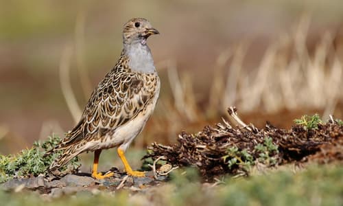 Gray-breasted Seedsnipe