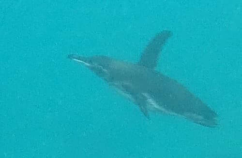 Galápagos Penguin