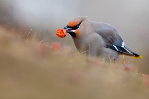 Bohemian Waxwing