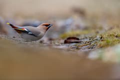 Bohemian Waxwing