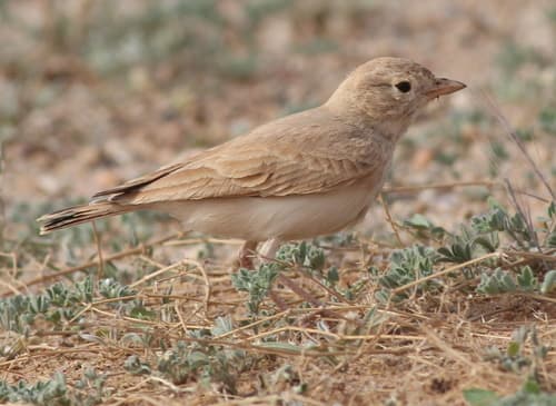 Bar-tailed Lark