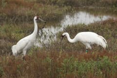 Whooping Crane
