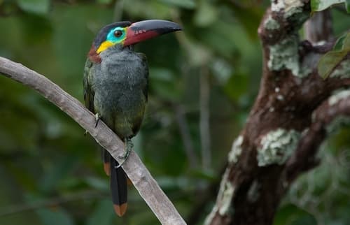 Guianan Toucanet