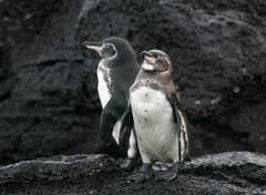 Galapagos Penguin